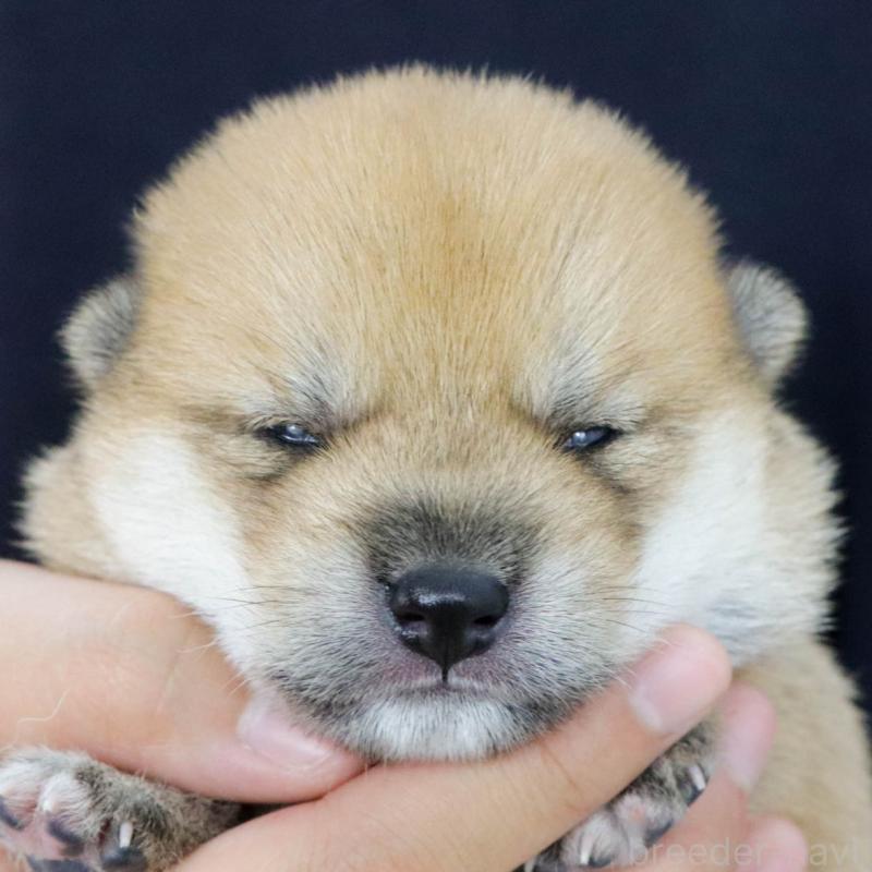 販売中の愛知県の柴犬-403677の3枚目